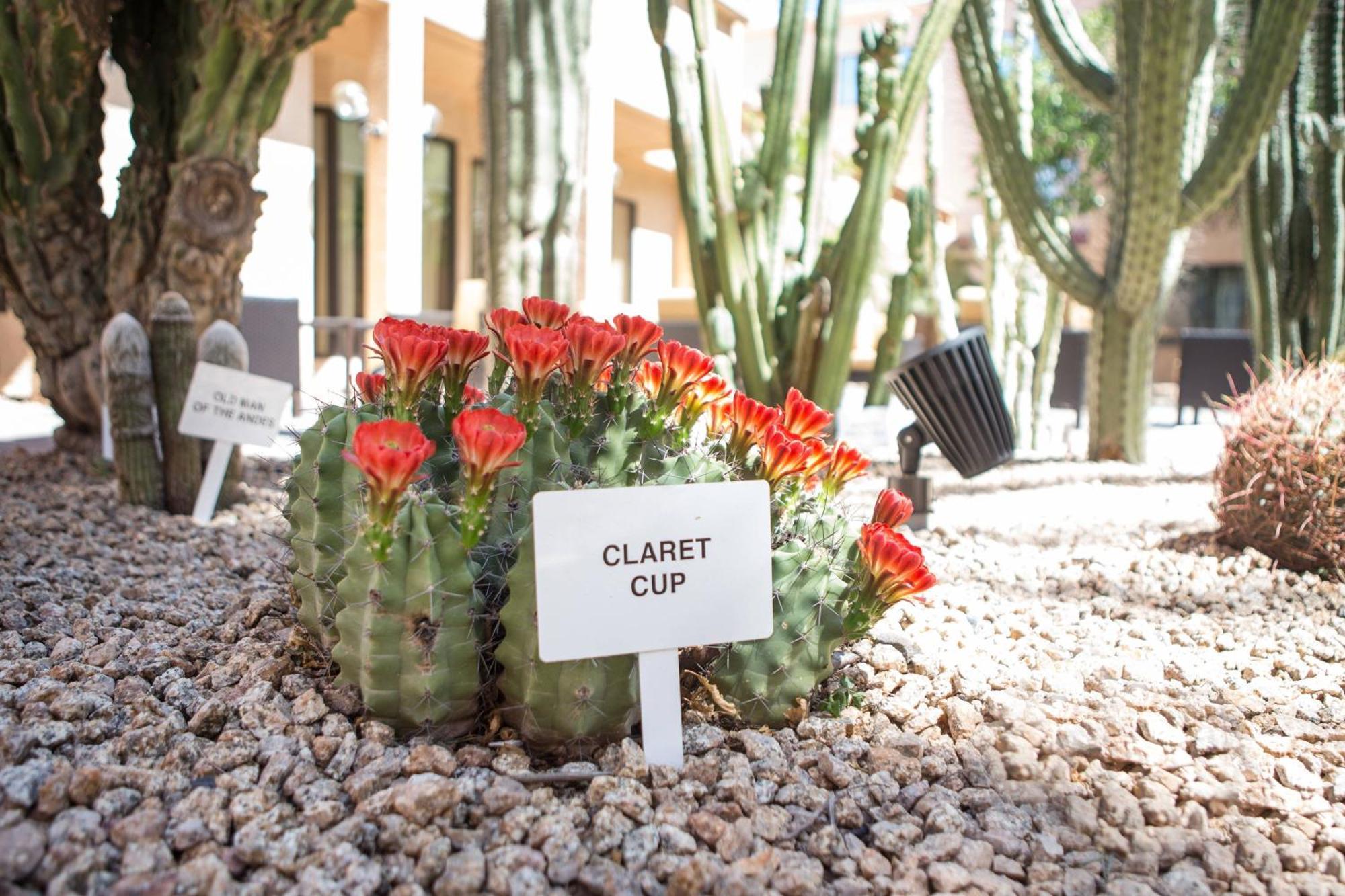 Courtyard By Marriott Phoenix Mesa Bagian luar foto